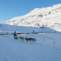 雪橇犬阿爾卑斯山上競速！法國好手寫四連霸