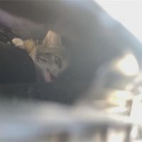 小貓卡汽車引擎蓋 拖去原廠拆車子救貓