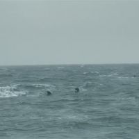 旋轉跳躍...海巡船艇海上巧遇海豚家族