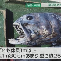 解密深海生態 日本發現1米長「橫綱黑口魚」