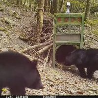3個月內2次拍到黑熊現蹤 數量多復育成功