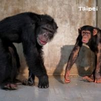 北市動物園黑猩猩「娃智」成功混群　當老大跟班明哲保身