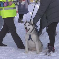 俄羅斯雪橇犬滑雪賽 人狗搭檔拚第一
