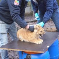 荷蘭為小獅寶寶注射貓流感疫苗 齜牙咧嘴