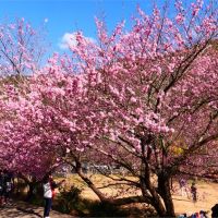武陵農場櫻花祭將登場　總量管制六千人拚防疫