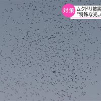 日本靜岡鳥群成「災」 業者自製「驅鳥神器」