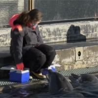 義大利水族館休館 企鵝緊跟保育員