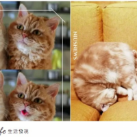 睡覺神同步捲成「肉球」♡日本超萌偽雙胞胎貓咪的黏TT日常，連呆萌眼神都複製貼上！