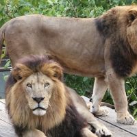 網傳壽山動物園 驚見皮包骨獅子？ 原因竟是…