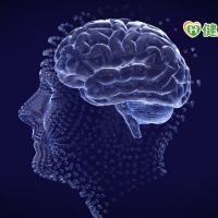 蛋白不穩定也會導致智能障礙　大腦發育研究新突破