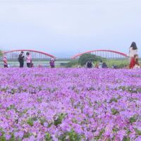 紫色漸層花毯在台北古亭！美如日本北海道