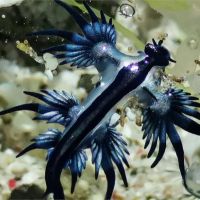 遊綠島尋找外星生物 「藍蛞蝓」鮮豔有毒性