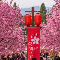 九族櫻花祭．228連假舉辦櫻花茶會、咖啡與文學的對話