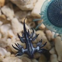千萬別摸！海蛞蝓、僧帽水母含劇毒恐影響呼吸