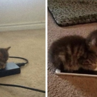 「為什麼你需要養隻貓？」國外推特分享15張照片給網友15個無法反駁的理由！