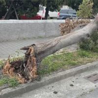 16縣市強風特報 台東8級陣風吹倒樟樹砸車