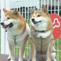 台北毛小孩好幸福 第8座狗公園正式啟用