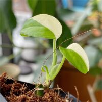 幫植物「砍頭」生長？看觀葉植物繁殖的7種方式