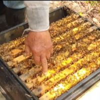 74歲翁偷24萬隻蜜蜂　辯稱要帶回去跟自己的蜜蜂配種