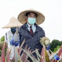 中國禁止進口台灣鳳梨　黃偉哲：南市府全力協助農民