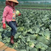 台灣農產外銷再突破 高麗菜進軍中東杜拜