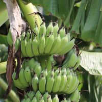 香蕉收入保險投保到3月底 農友可向當地農會投保