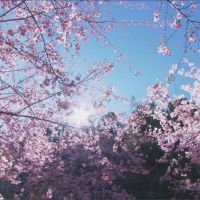 13公頃櫻花盛開 福壽山農場成粉紅秘境
