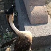這間學校的鵝...很兇 學生立告示牌提醒