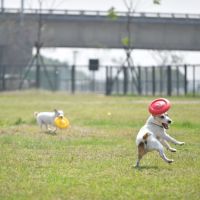 新竹左岸狗狗公園啟用　26組遊戲設施日夜都好玩