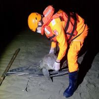 欖蠵龜擱淺台南王爺港沙洲　海巡署救援仍死亡