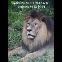 快新聞／壽山動物園人氣明星 非洲獅「小巴」病逝