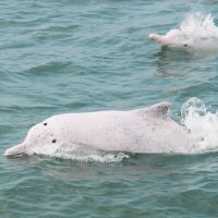 「媽祖魚」台灣白海豚剩32隻 保育績效不彰 監委申請自動調查