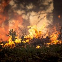 林地火災件數Q1大爆發 4林管處列高風險史上面積最大