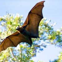 最可能情節 世衛報告：COVID-19病毒從蝙蝠經中介動物傳給人類