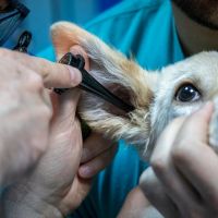 嚴防動物散播變種病毒 俄註冊首款動物用新冠疫苗