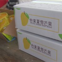 「夏雪」芒果變「春雪」 3月開採搶「鮮」外銷