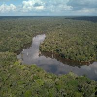 2020全球雨林破壞不減反增 疫情最大衝擊才正要顯現