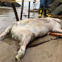 台灣本島海岸首見非洲豬瘟海漂豬屍　國內啟動緊急應變措施