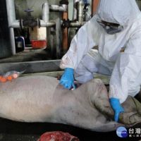 非洲豬瘟漂流豬入侵台灣　南市府籲豬農加強戒備