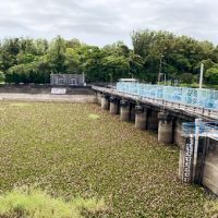大埔水庫水質優養化嚴重　台水三區處：不適宜民生用水