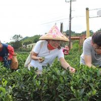 新北推廣客家茶文化　三峽茶園體驗採茶揉茶