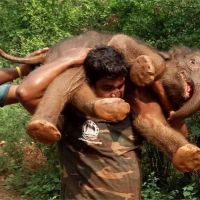 他揹100公斤小象上肩　狂奔50公尺找母象！