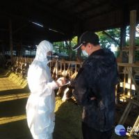 全力防範牛結節疹疫情　臺南農業局強化多項防疫措施