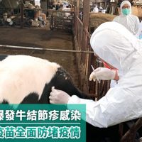 林口牛場爆發牛結節疹感染 牛隻急打疫苗全面防堵疫情