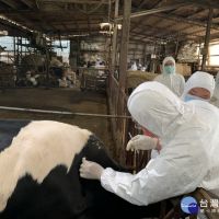 養牛場全面疫苗施打　新北加強蟲媒殺滅及場域消毒工作