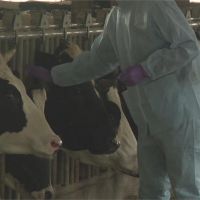 牛結節疹入侵林口 農委會急購18萬劑疫苗