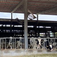 防牛結節疹 中市訪視養牛場宣導保護