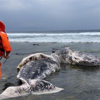 快新聞／魂斷台東、綠島　連2隻鯨魚擱淺死亡　