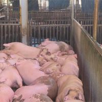 保障豬農與食安 5月1日起豬隻死亡保險全面納保
