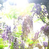 春末夏初的淡紫浪漫！關於日本【紫藤花】的4個美麗小知識
